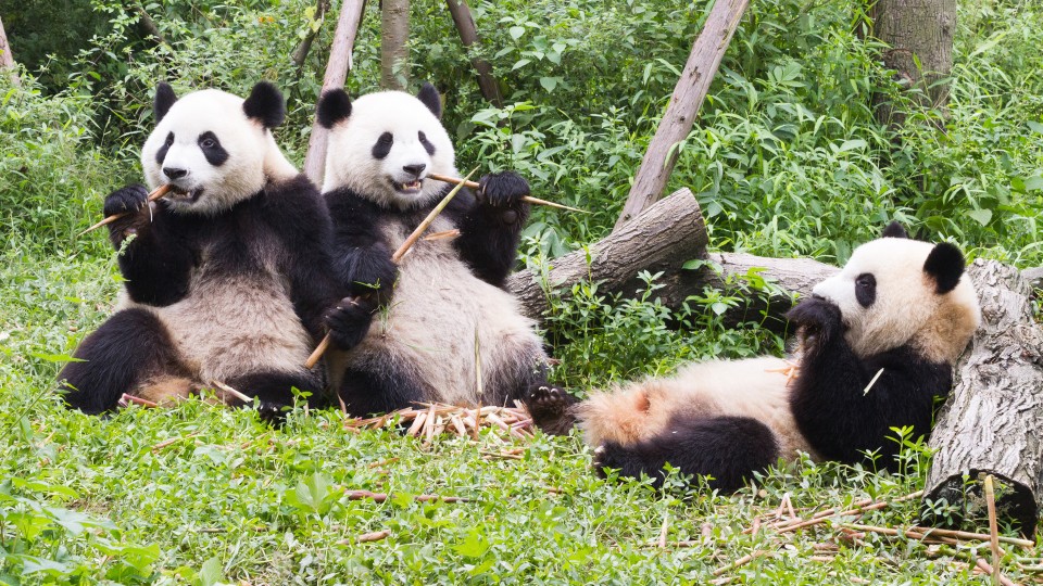Three playful giant pandas relax in the grass, enjoying their time in nature.